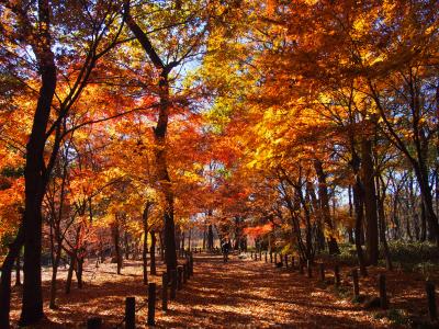 平林寺へ駆け込みのもみじ狩りへ！散った紅葉も風情あり！