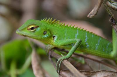 スリランカの世界遺産No.5：シンハラージャ森林保護区をトレッキングし貴重な動植物を撮影する