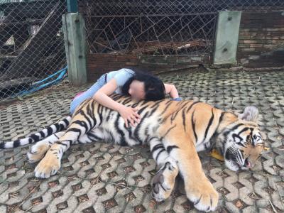 タイ鉄道女子会！ 12 トラトラトラ！ 虎と昼寝のはずが、喰われる～～っ！ ランラン蘭の花！ チェンマイ生活1日目