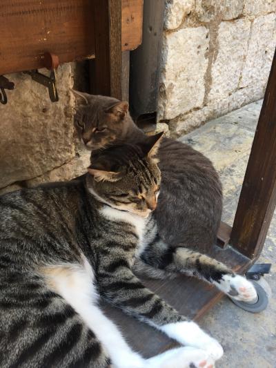 コトルはすごい人気!