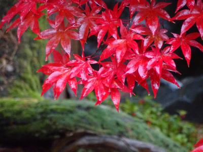 雨の新発田の紅葉