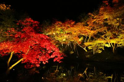 初めて見た京都の紅葉