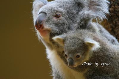 コアラの赤ちゃんを見に東山動物園へ！！