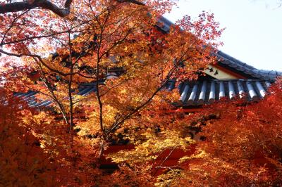 2017年毘沙門堂・山科聖天と琵琶湖疎水の紅葉