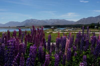 ルピナスの花咲くニュージーランド南島　⑥クライストチャーチへ