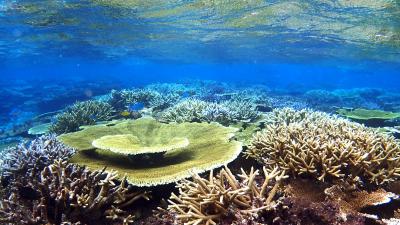 八重干瀬（やびじ）シュノーケリングツアーへ「マーレクルーズ」より　サンゴ礁を求めて　４度目の宮古島　６日目