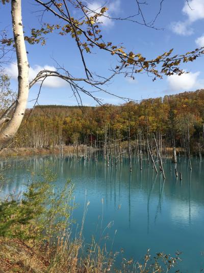 秋の美瑛・富良野