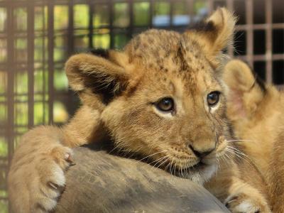 赤ちゃんライオン＆ひまわりリベンジと桐生観光も少し