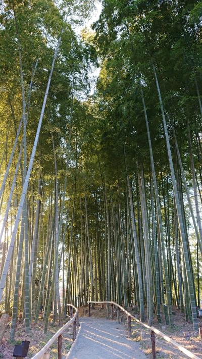 京都に初一人旅【2日目】