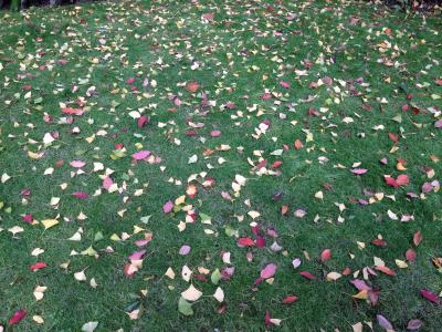 紅葉を観に秋のフランス租界へ