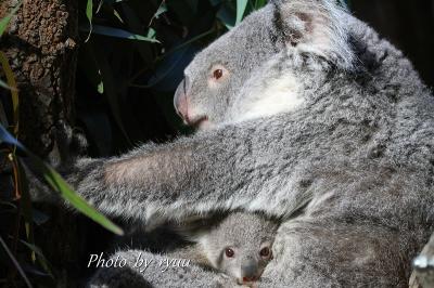 動物の赤ちゃんは東京・上野動物園のパンダだけではない！！