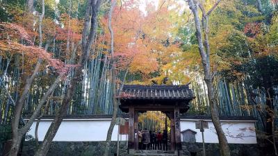 紅葉の苔寺、鈴虫寺、地蔵院へ