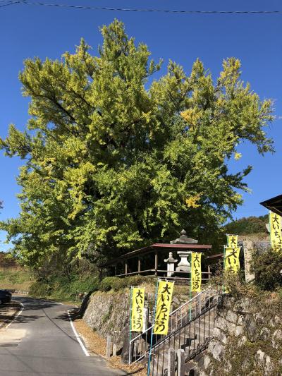 長楽寺の大銀杏と岩村