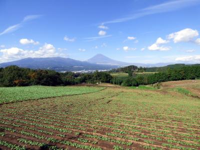 北海道らぁめん伝丸 三島徳倉店の昼食　三島市佐野体験農園 大根の収穫