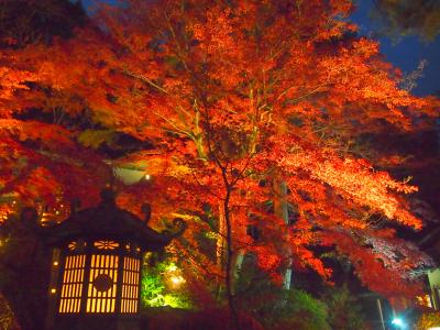 桐生にある崇禅寺の燈花会で紅葉のライトアップが行われるので行って来ました