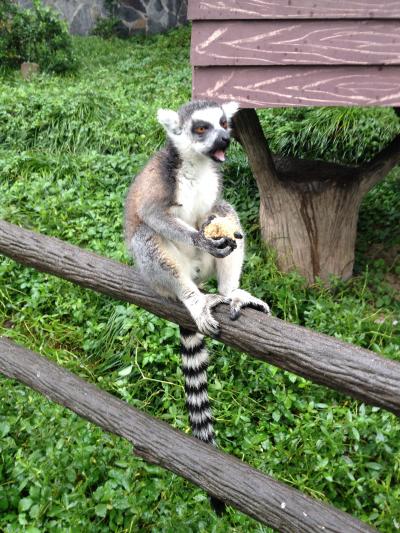 雨上がりですいていた上海野生動物園