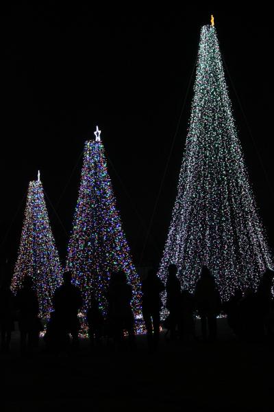 ふなばしアンデルセン公園23・24日クリスマスイルミネーションがありました！アイスチューリップも咲いてました！