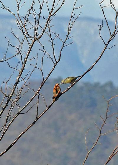 野鳥撮影記録（２０１７年1２月）その８・年末