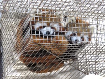 冬のレッサーパンダ紀行【８】 大島公園動物園＆三島市楽寿園　日本唯一の島のパンダに今年も双子が誕生＠大島　２日連続で楽寿園＠三島　