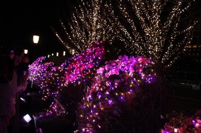 小さな旅　東京ミチテラス2017　Illumination of Flower Garden in Marunouchi Tokyo