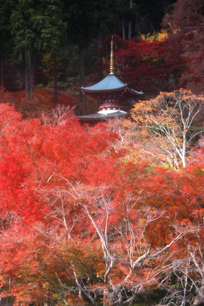 なぜか初めての箕面大滝と勝尾寺の紅葉を求めて2