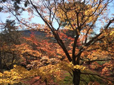 京都の紅葉と金魚の祭典　Vol.２　紅葉はショボかったけど、訳ありランチは豪華やで(^.^)