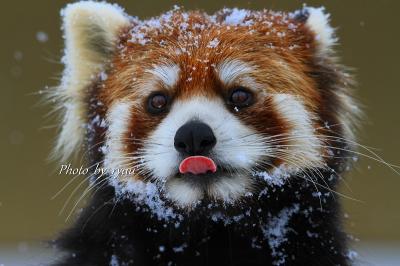 レッサーパンダと雪！！　　旭山動物園