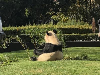 今何かと人気で話題のパンダを見に和歌山へ②【アドベンチャーワールド】