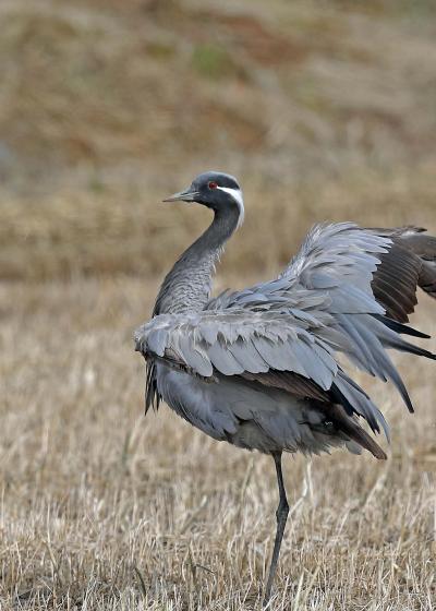 野鳥撮影記録・2017年の初見初撮り