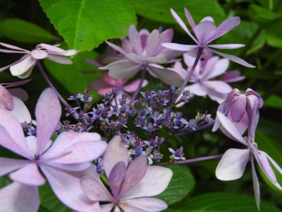 再度高幡不動の紫陽花チャレンジ!!!!&イーアスでもふもふパラダイス