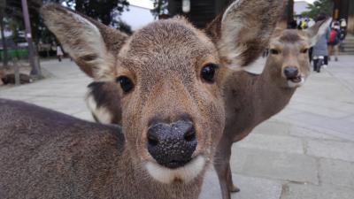 アイラブ仏像めぐり　初詣は東大寺から三輪神社、狭井神社へ