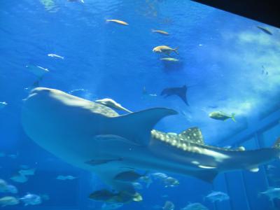 初めての沖縄はクリスマスに(2) ～2日目 美ら海水族館・古宇利島～