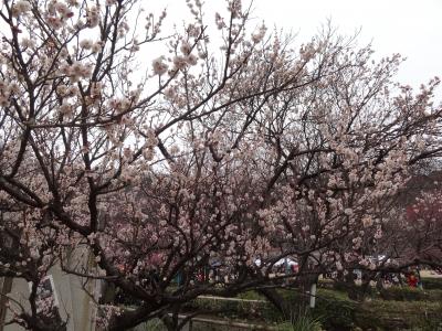 ２０１５年春の花見～梅、なばな、かたくり、はなもも～