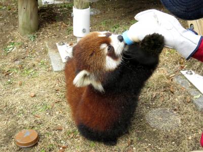 新春レッサーパンダ紀行【４】 到津の森公園＆福岡市動物園　初めまして野花ちゃん！！素晴らしい野風ママとキーパーさんの介添え哺育＠到津　マリモちゃんとノゾム君は別居でした＠福岡