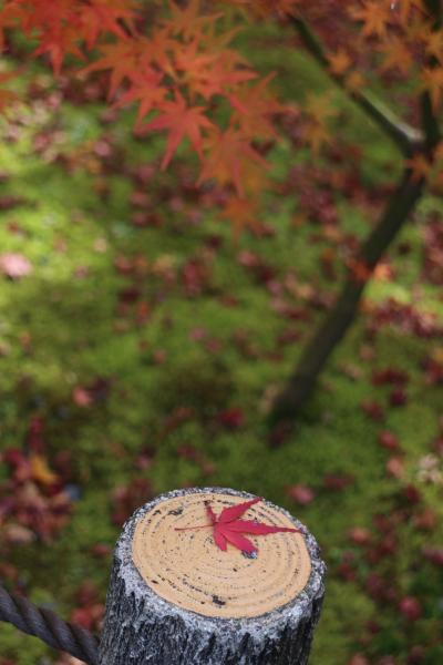 秋の京都　紅葉写真ばかりです
