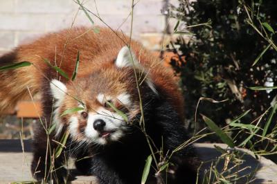 新春2018年の動物園初詣は東武動物公園とイルミネーション（１）動物園（前編）レッサーパンダの風太くんの初内孫の源太くん、年上のココロちゃんにアタック中＆ヒグマの森のアヤメちゃんにエサやりできた@