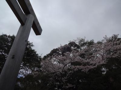 伊勢神宮と満開の桜