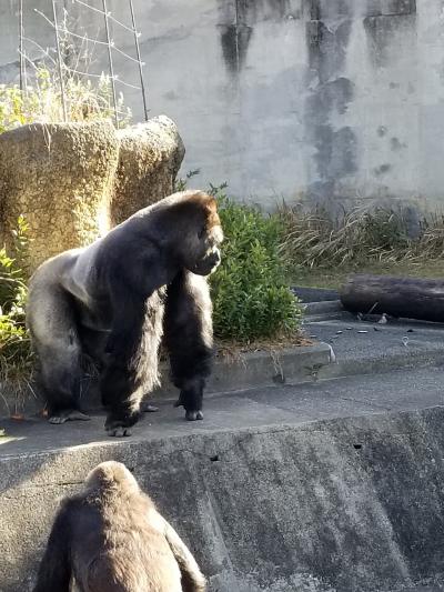 ヒルトン名古屋のスイート(有料ランクアップ)泊と城とイケメンゴリラ
