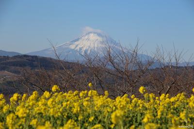 2018 吾妻山の菜の花ウォッチングと鎌倉の初詣
