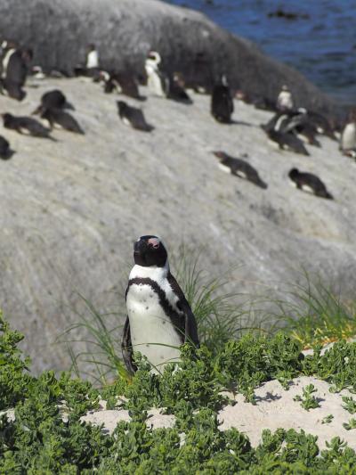 南アフリカ旅その４　ケープタウン郊外へ！　ワインぐびぐび、そして・・・ペンギン！！！