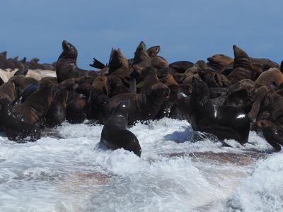 南アフリカ旅その5 便利なバスに乗ってケープタウン観光へ! 植物園・オットセイ・南アフリカグルメ満喫!