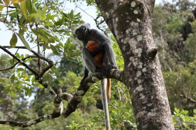 ボルネオの自然を求めてインスタ映えするニャンコの町・クチンへ（2）～バコ国立公園