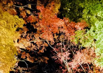 2017年の紅葉散歩 in 神奈川