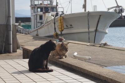 「猫の島」相島と「光の道」宮地嶽神社へ