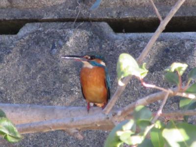 2018年1月6日：野川西之橋でミニ野鳥観察　アオサギ・コサギ・カワウ・カルガモ　そしてカワセミの撮影に成功！