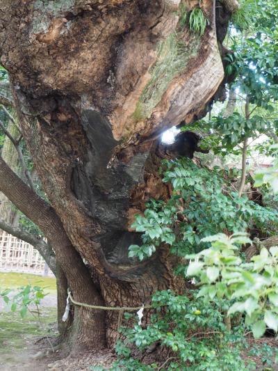 浜松八幡宮　徳川家康が落ちのびて隠れた楠が凄い!!　　東照宮・稲荷神社が併設。見方ヶ原古戦場跡へ