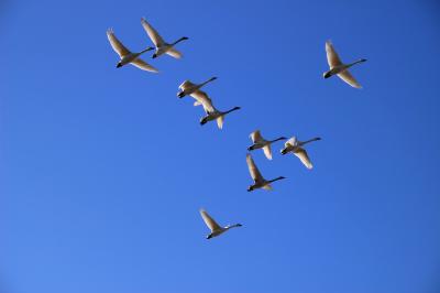 ◆青空翔ける白鳥 @ 釈迦堂川