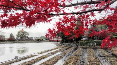 2017：鮮やかに染まる秋の紅葉(京都・「長岡天満宮編」）