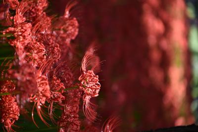 曼珠沙華の花を求めて