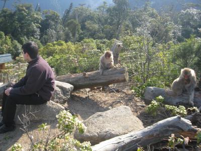 安芸の宮島の弥山に登る（２００８年４月４日）